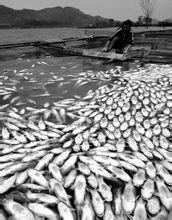 水體污染 水體污染